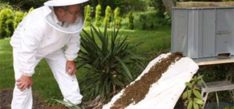 Beekeeping at Hatfield Park