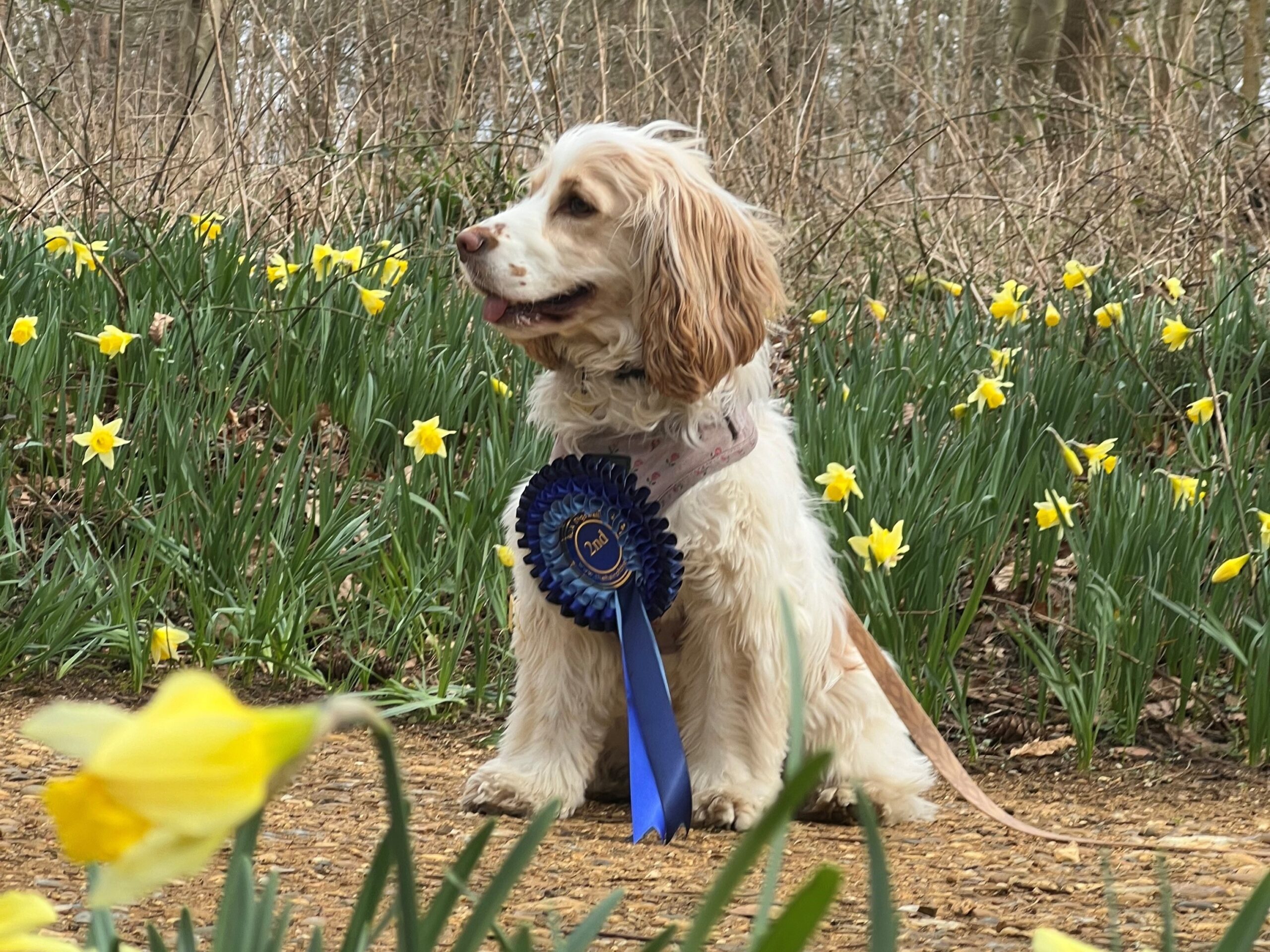  Dogs and Daffs Charity Walk