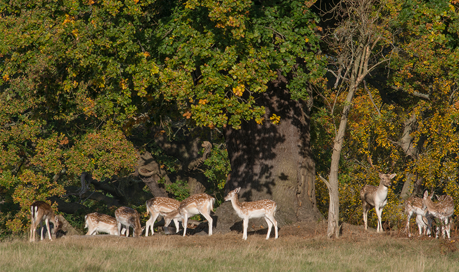 Deer Park