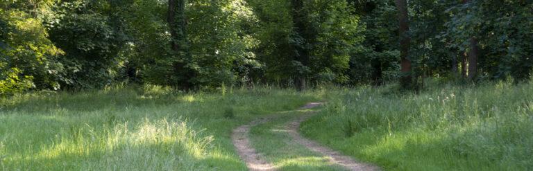 Daffodil Ride - Hatfield Park - Film Location