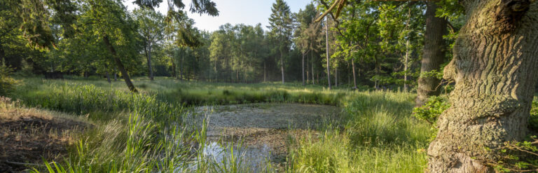 Halfway Oak Ponds - Film locations - Hatfield Park