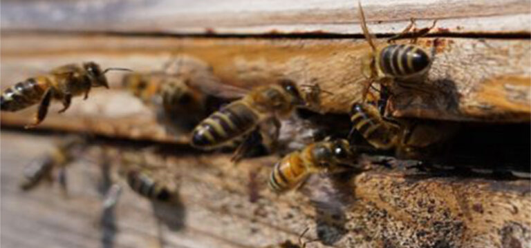 Thoughts from a Beekeeper