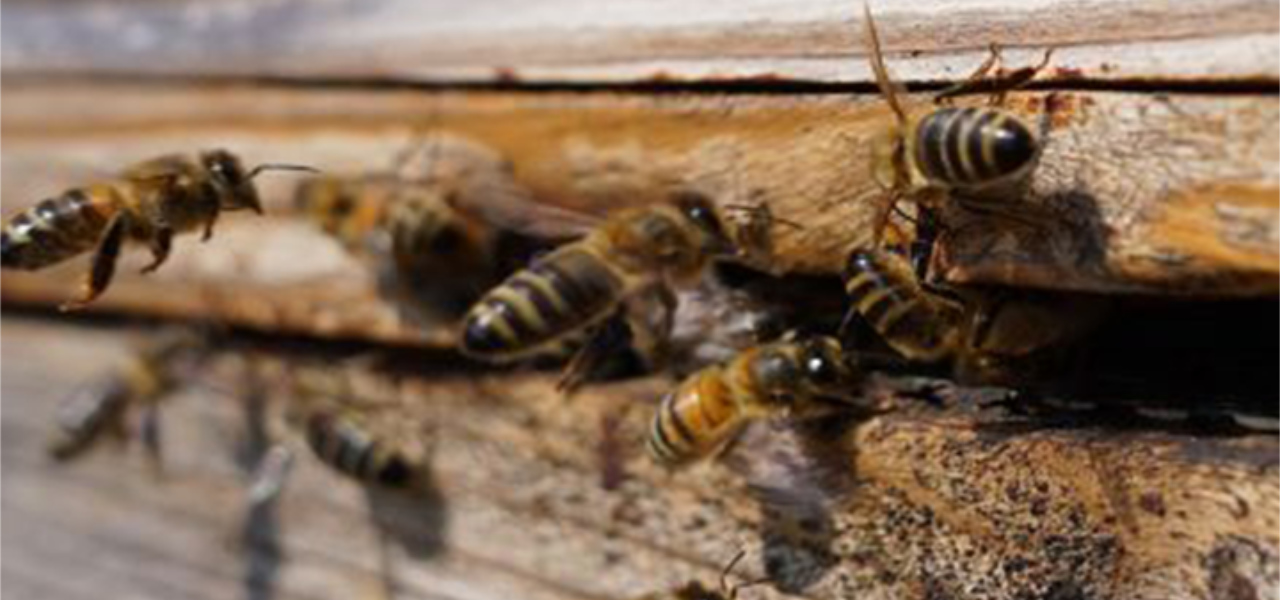 Thoughts from a beekeeper