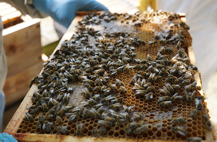  Beekeeping Experience