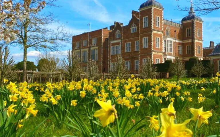 Delighted with dogs and daffs hatfield park daffodils