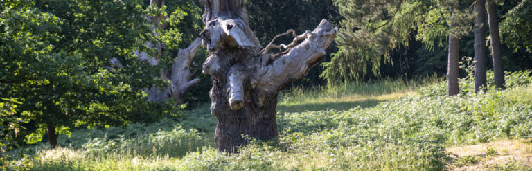 Elephant Dell - Film locations
