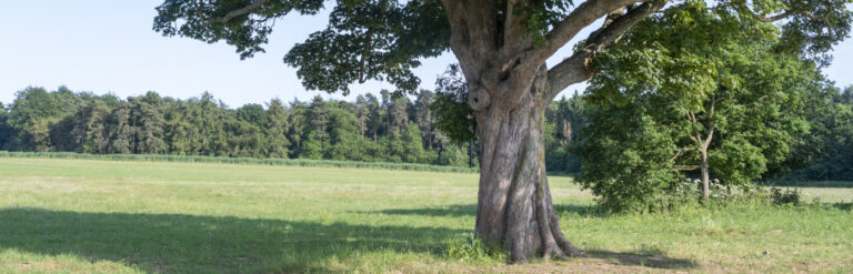 Queen Elizabeth showground - Film locations