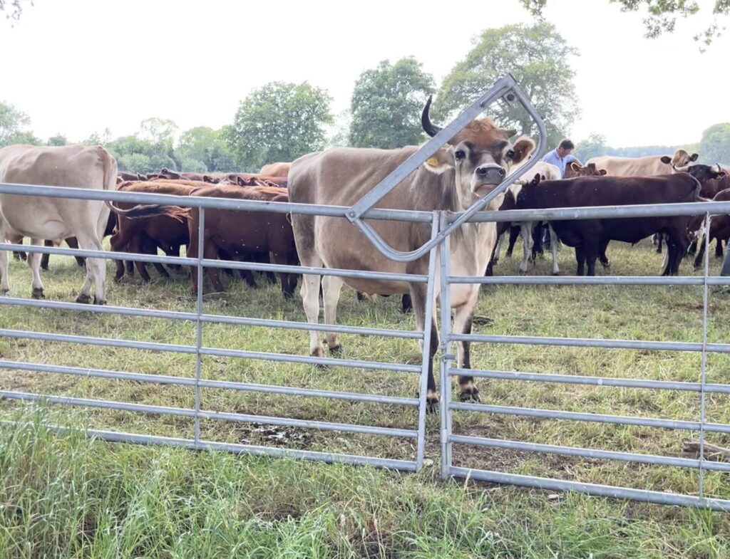 Martha's diary cows