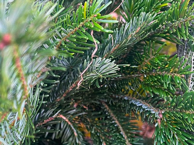  Hatfield Christmas Trees