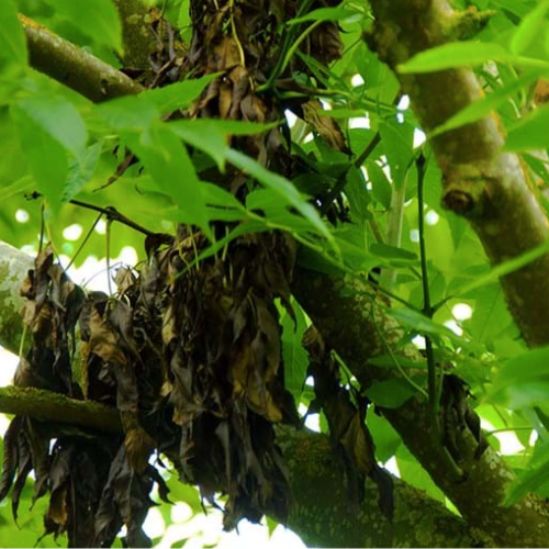 ash dieback disease ash tree