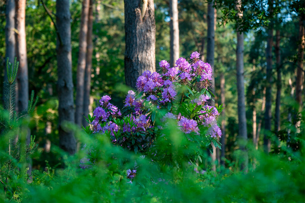 Fine dining against the backdrop of nature woodland dining