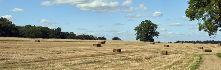 Fields - Hatfield Park - Film location