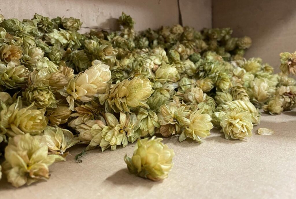 The journey of 3 brewers hops