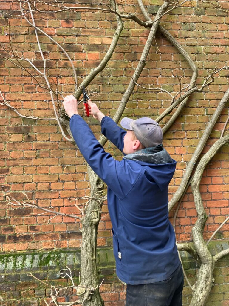 winter wisteria pruning team member at work