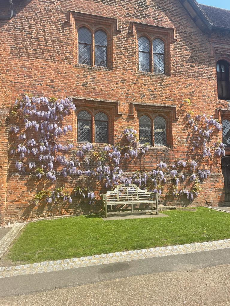 Winter wisteria pruning
