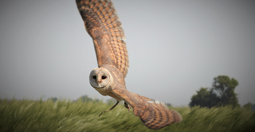 Week 6: Wildlife Week - Hatfield Park