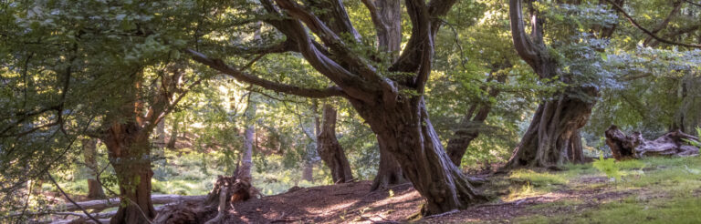 Coombe Woods - Hatfield Park - Film location