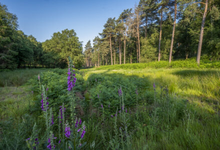 A breath of fresh air: The wellbeing benefits of working in an inspiring environment - Hatfield Park