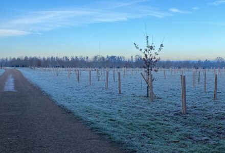 Carbon & biodiversity levy funds planting of 375 trees - Hatfield Park