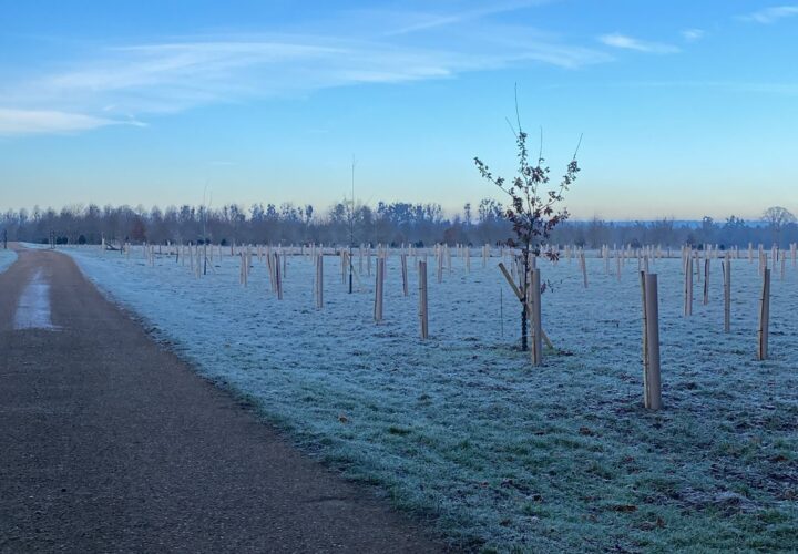 Carbon & biodiversity levy funds planting of 375 trees - Hatfield Park