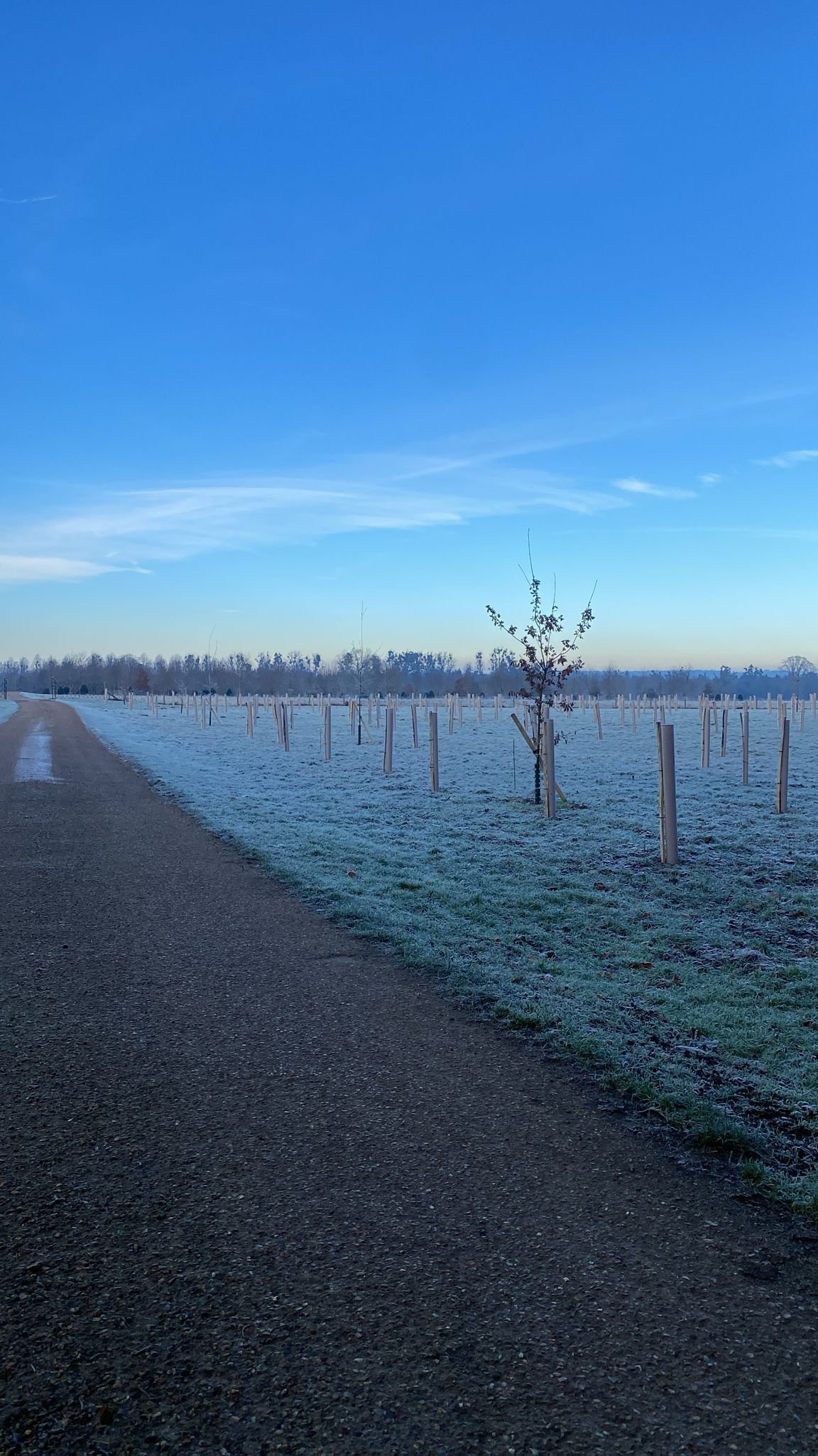 Carbon & Biodiversity Levy Funds Planting of 375 Trees