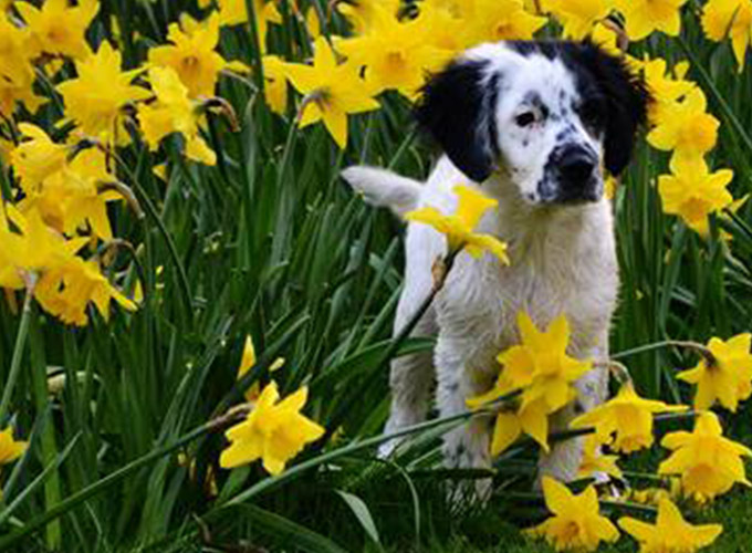 Dogs and Daffs Charity Walk - Hatfield Park