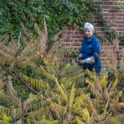 A volunteer at Hatfield Park - the Garden