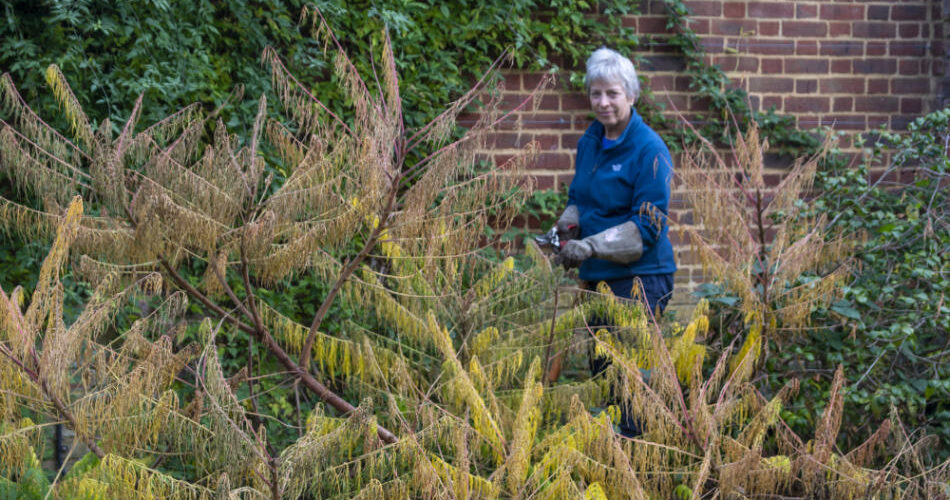 A volunteer at Hatfield Park - the Garden