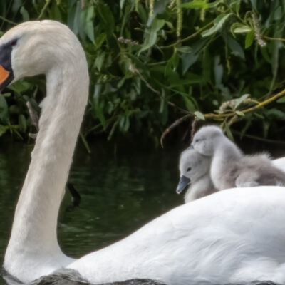 Hatfield Paerk - The Parkland - Swan with signets