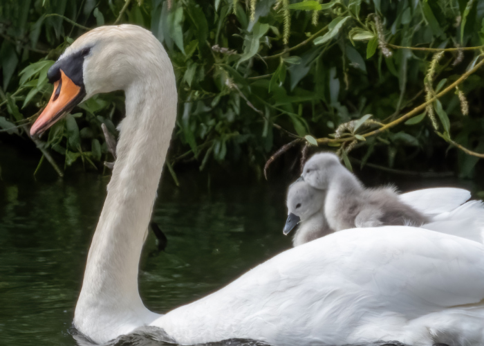Hatfield Paerk - The Parkland - Swan with signets