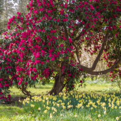 Hatfield Park - the Woodland Garden