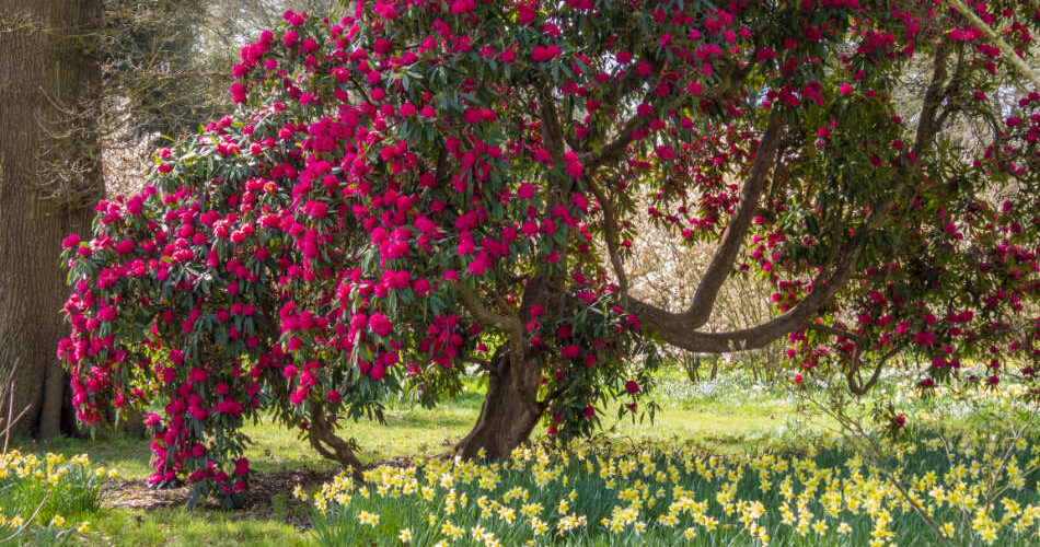 Hatfield Park - the Woodland Garden