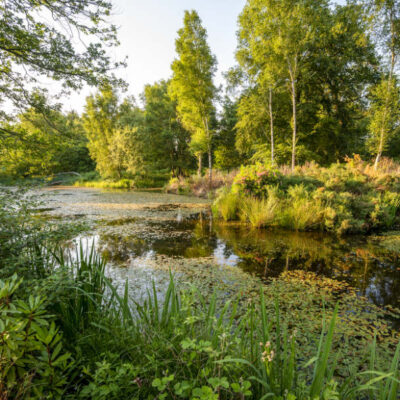 Hatfield Park parkland - greenery around the lake