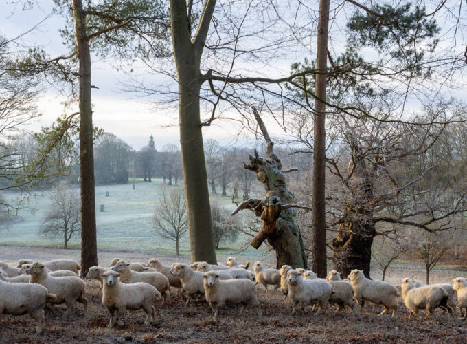 Hatfield Park - parkland - landscape with sheep - Hatfield Park