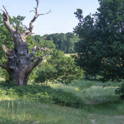 Hatfield Park - the Park