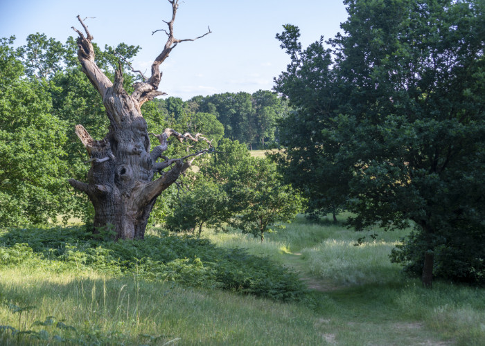 Hatfield Park - the Park