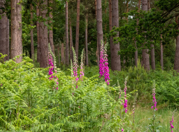 Hatfield Park - the parkland - woodland landscape - Hatfield Park