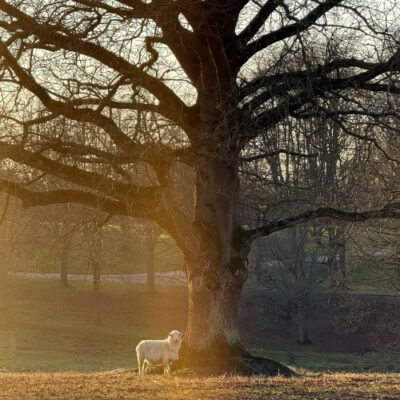 Hatfield Park - woodland scene