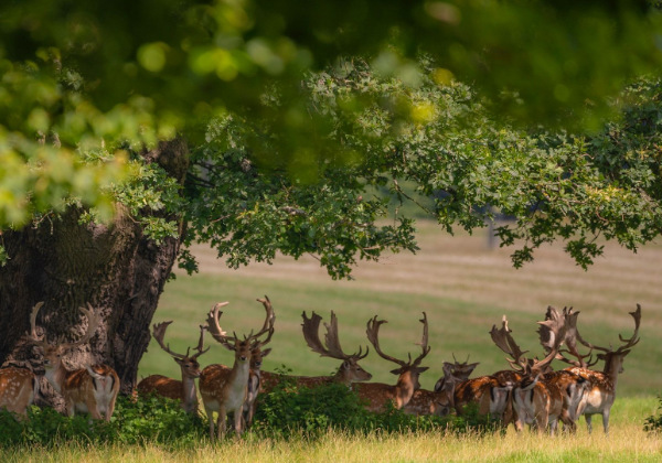 The deer park at Hatfield Park - Hatfield Park
