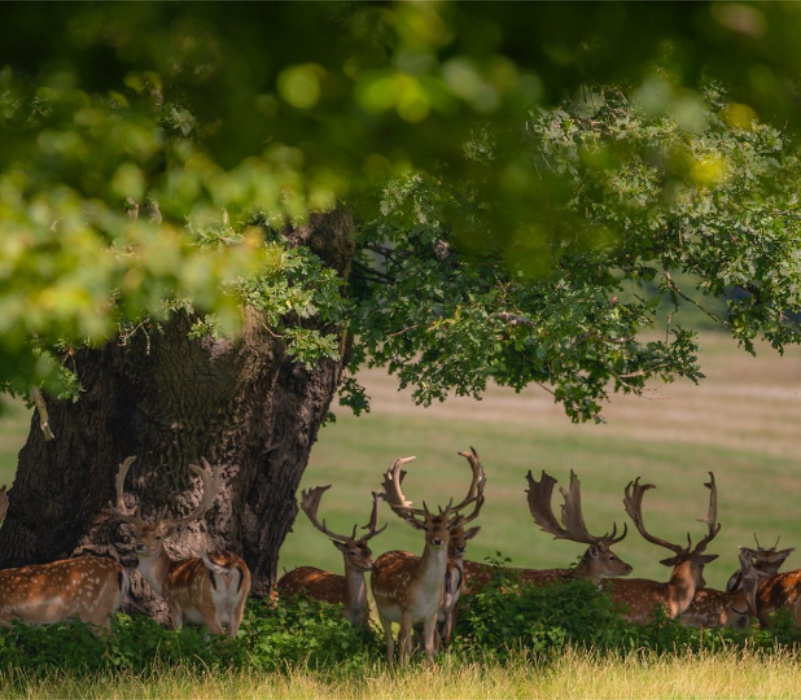 Deer - the Park