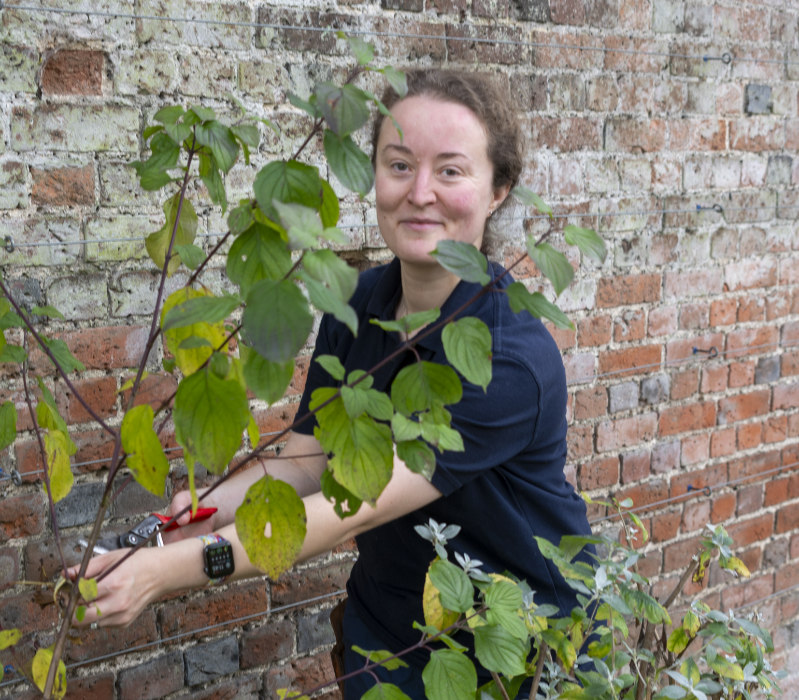 Garden volunteer - Hatfield Park
