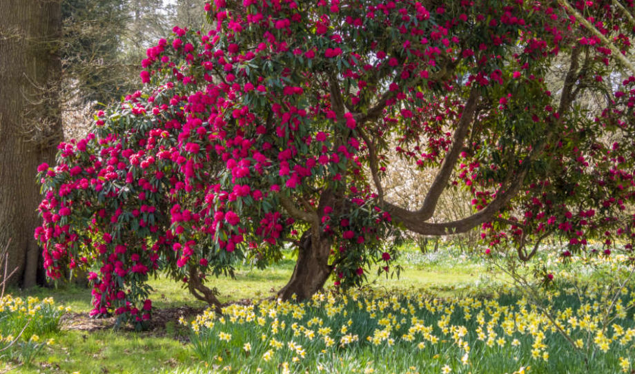 Woodland Garden