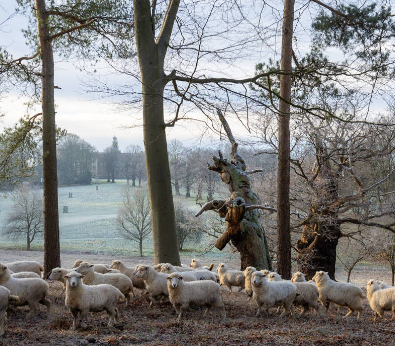 Parkland and sheep - Hatfield Park