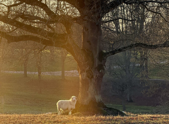 Veteran trees - 2% For Nature - Hatfield Park