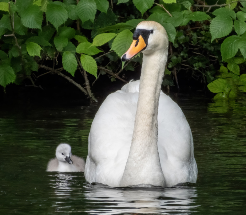 Swan and cygnet - the Park
