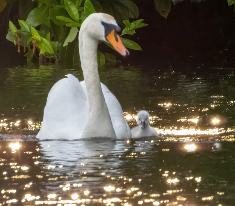 The Parkland - swan and cygnet