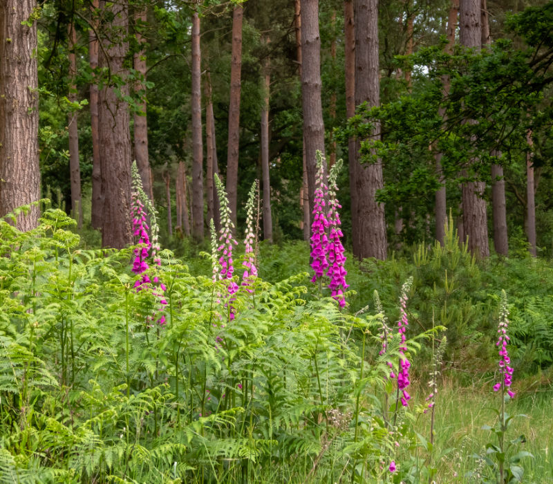 The parkland - pink flowers and greenery