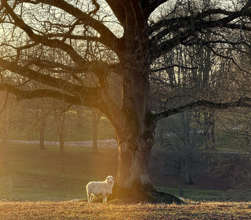 Veteran trees - the Park