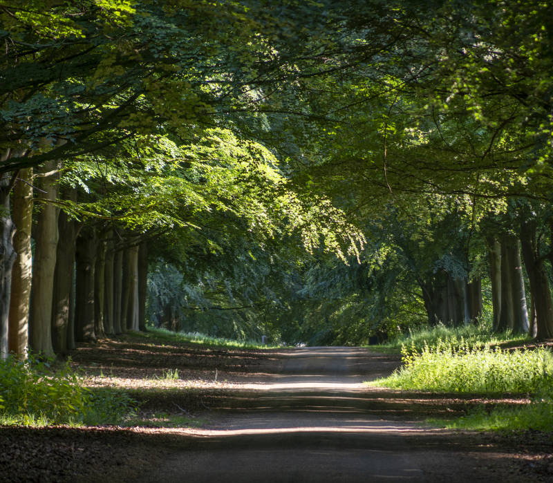 View of the parkland - Hatfield Park