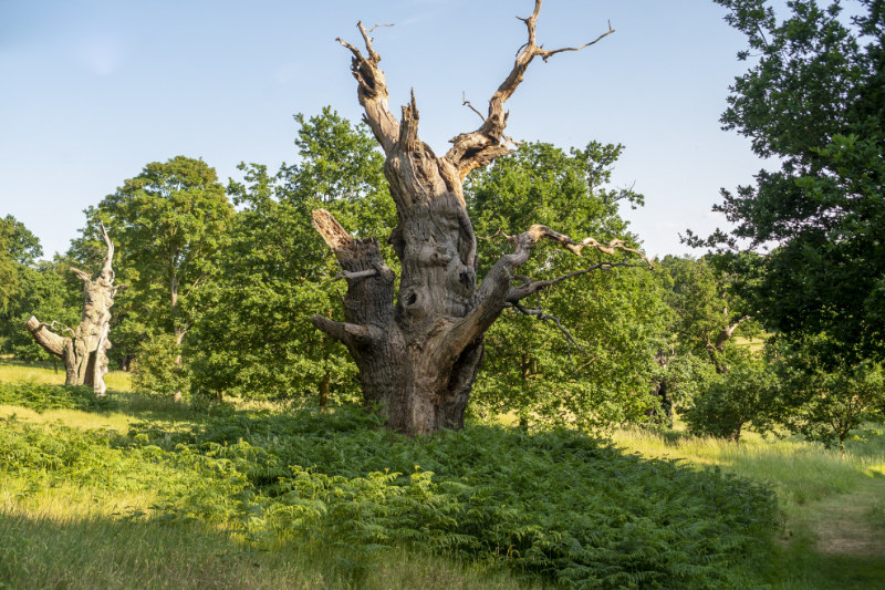 Veteran Trees